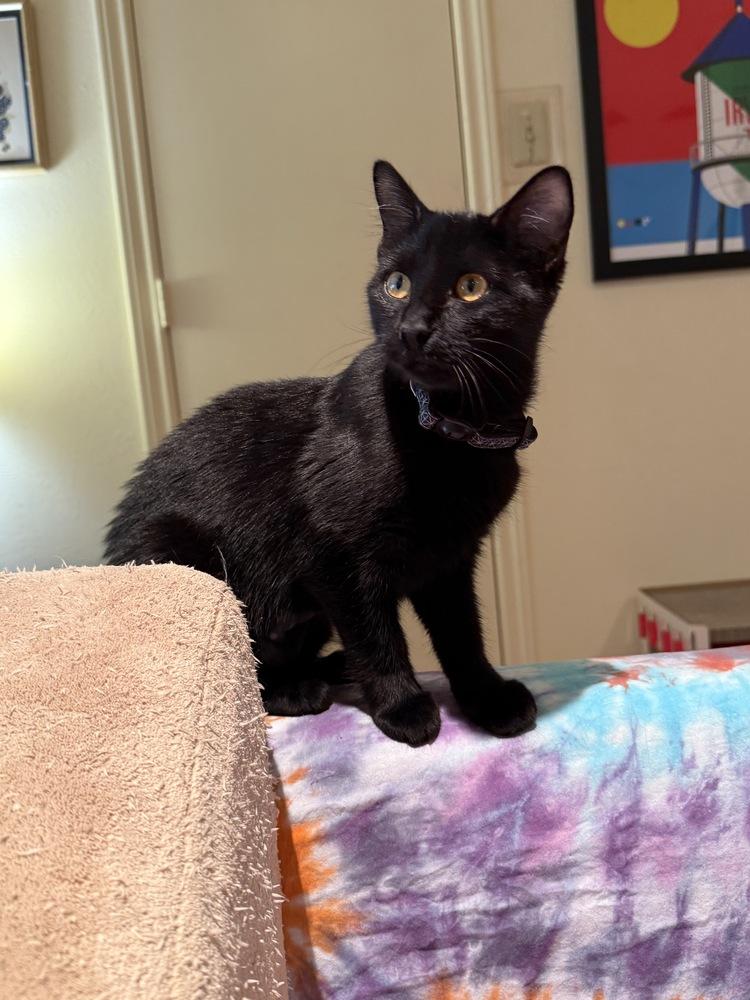 Cabernet — thumbnail 5