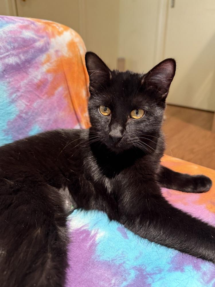 Cabernet — thumbnail 6