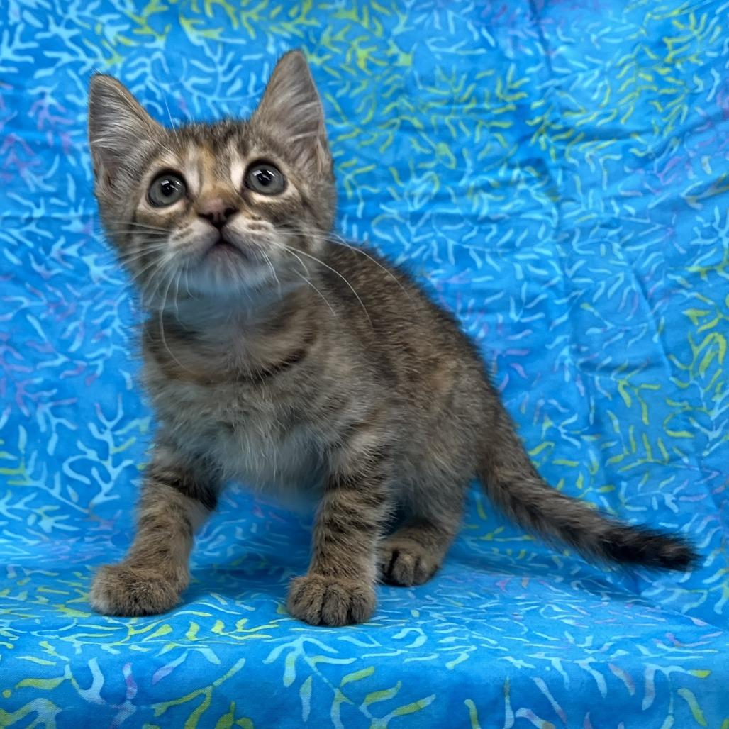 Shelby, a Adoptable Domestic Short Hair in Folsom, LA image 1/2