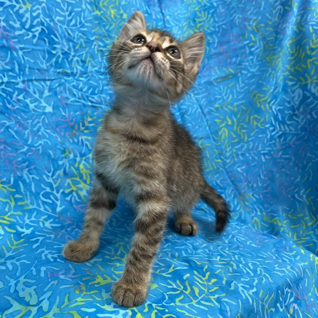 Shelby, a Adoptable Domestic Short Hair in Folsom, LA image 2/2