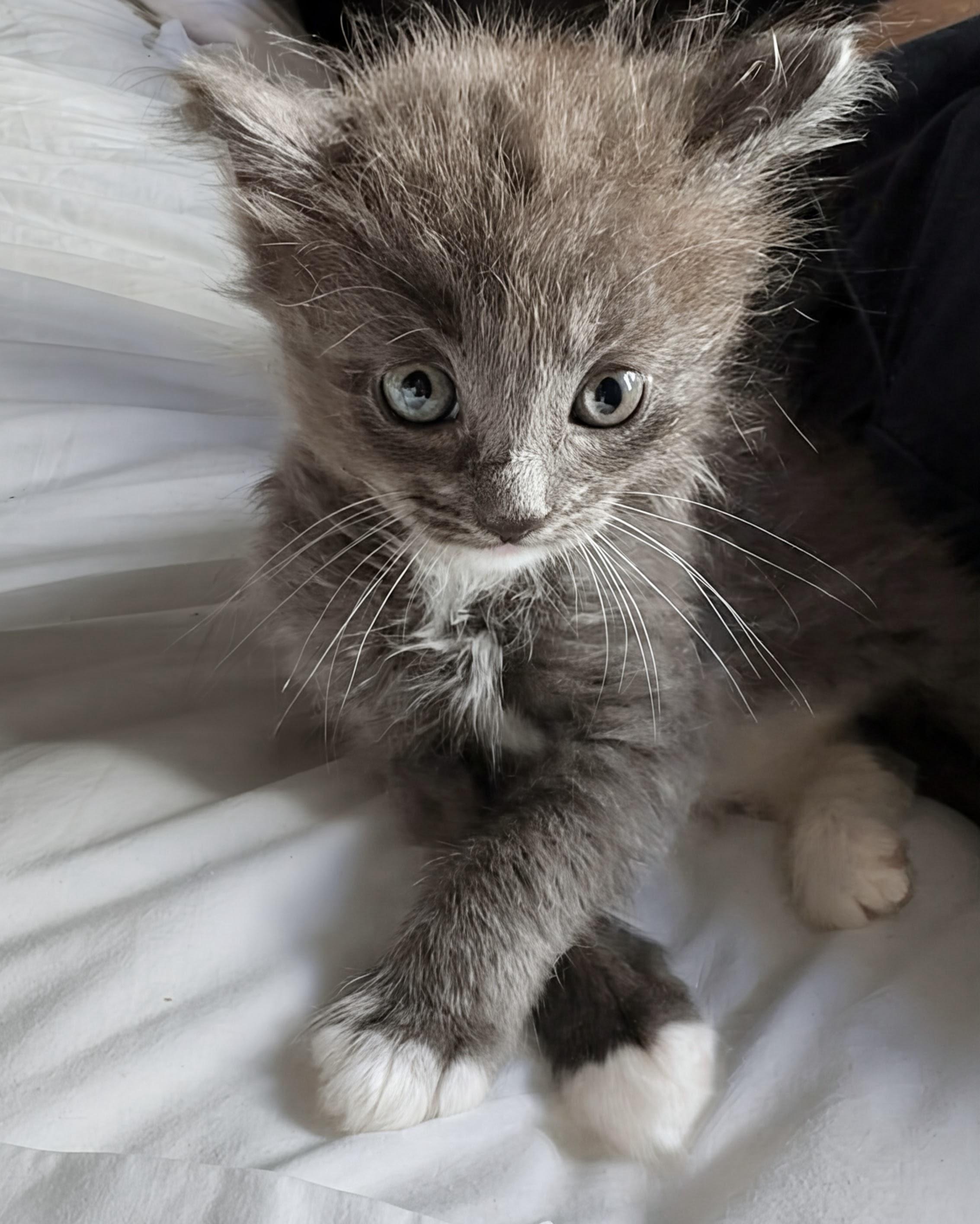Everest, a Adopted Domestic Long Hair in San Francisco, CA image 2/6