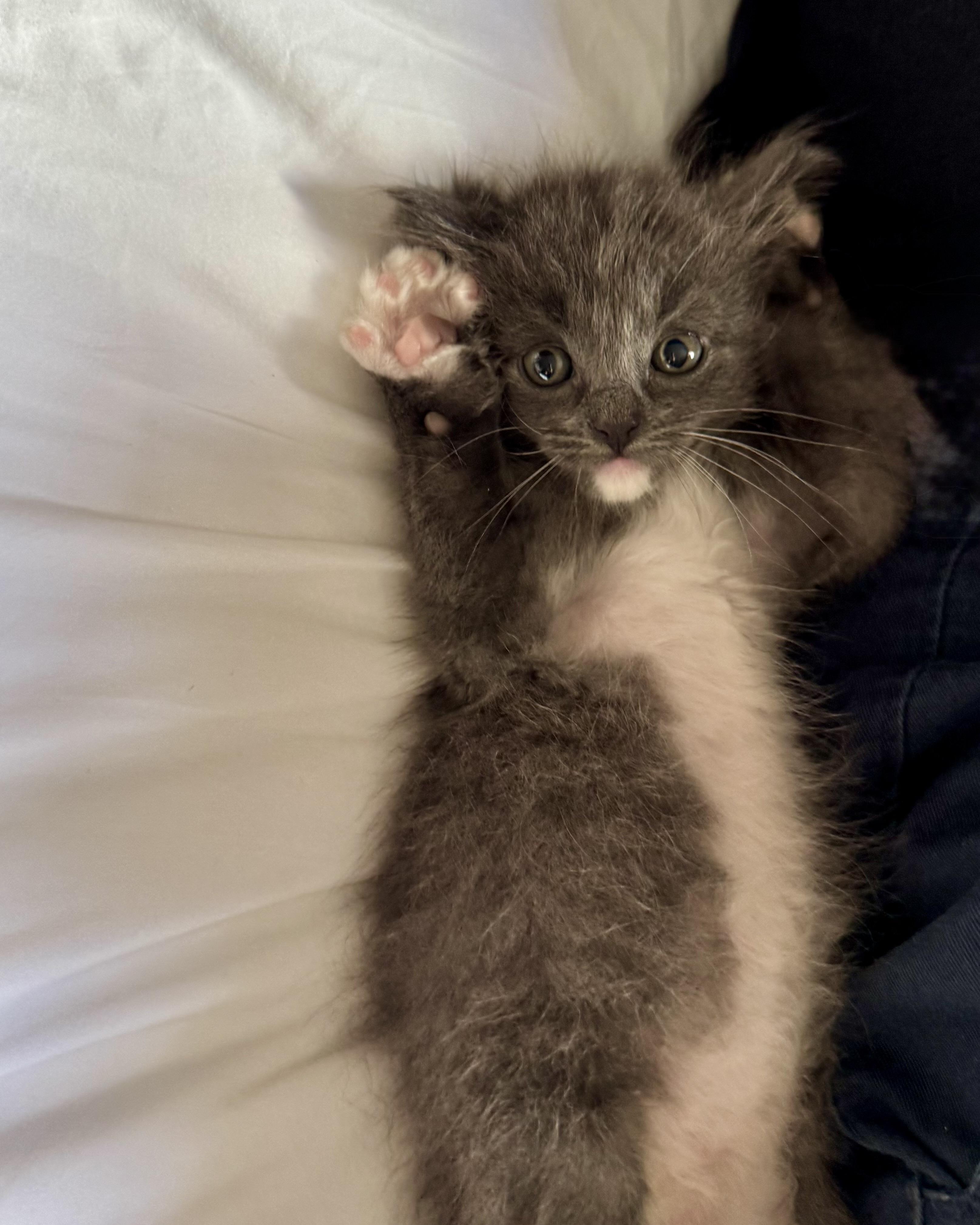 Everest, a Adopted Domestic Long Hair in San Francisco, CA image 4/6