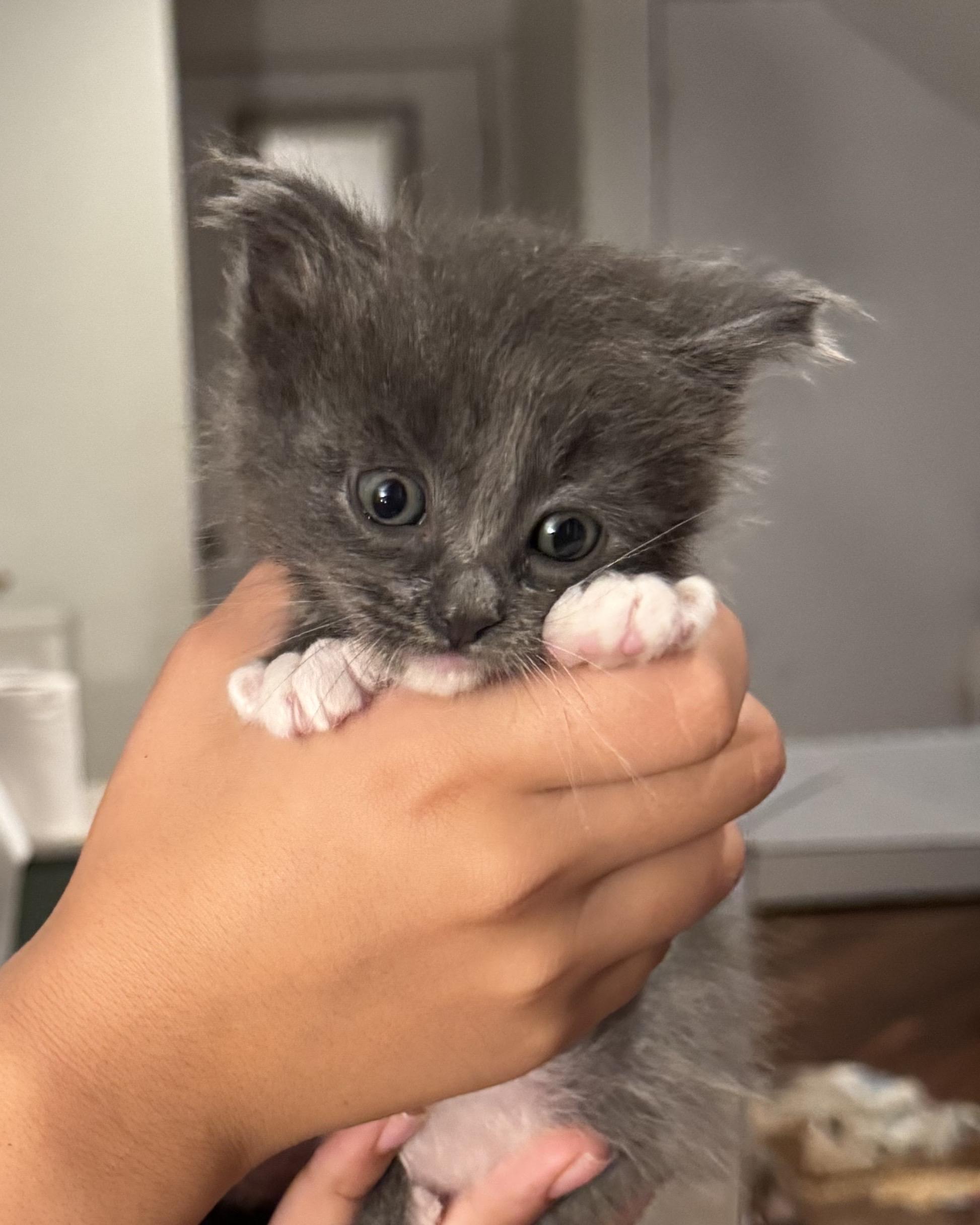 Everest, a Adopted Domestic Long Hair in San Francisco, CA image 5/6