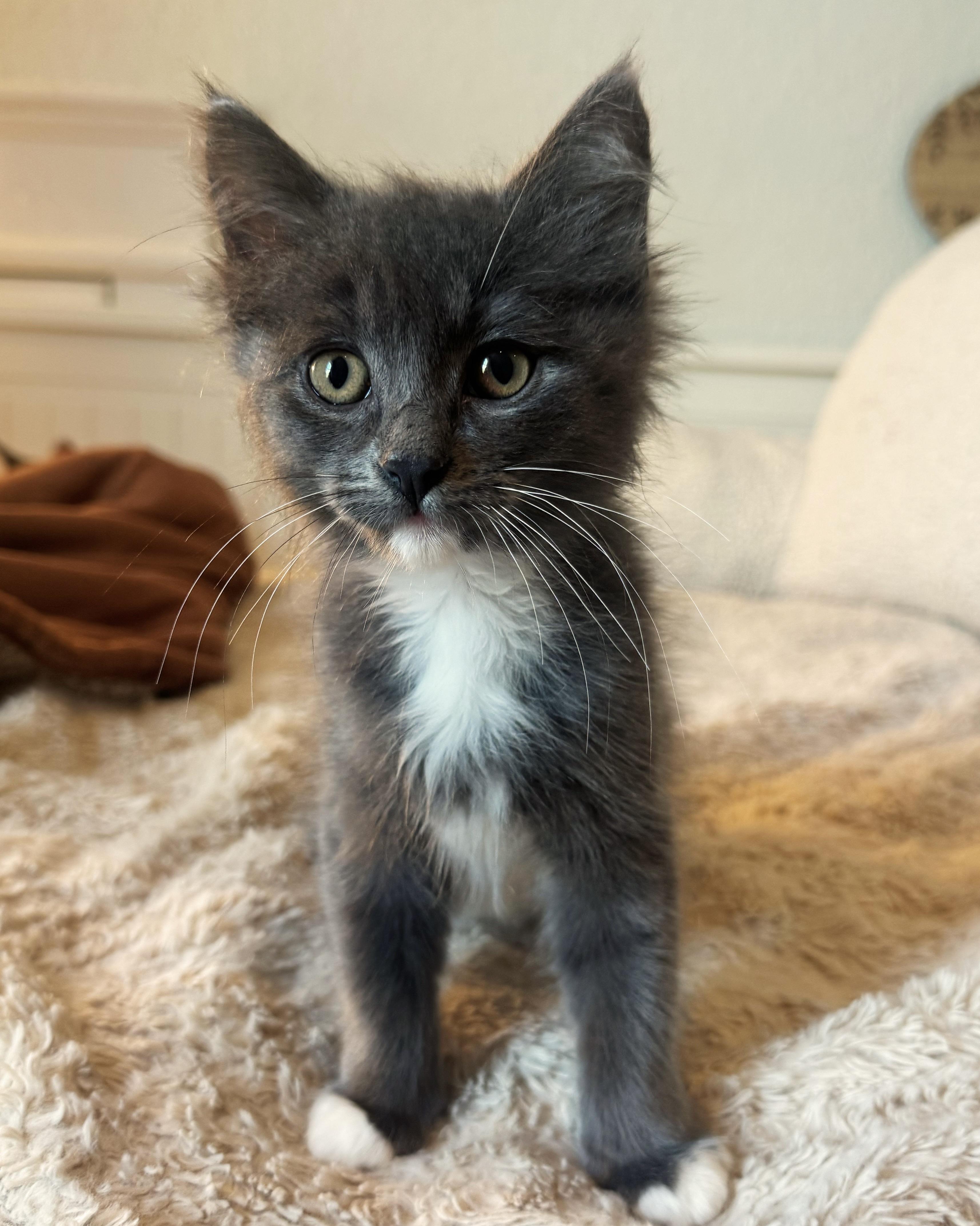 Everest, a Adopted Domestic Long Hair in San Francisco, CA image 6/6