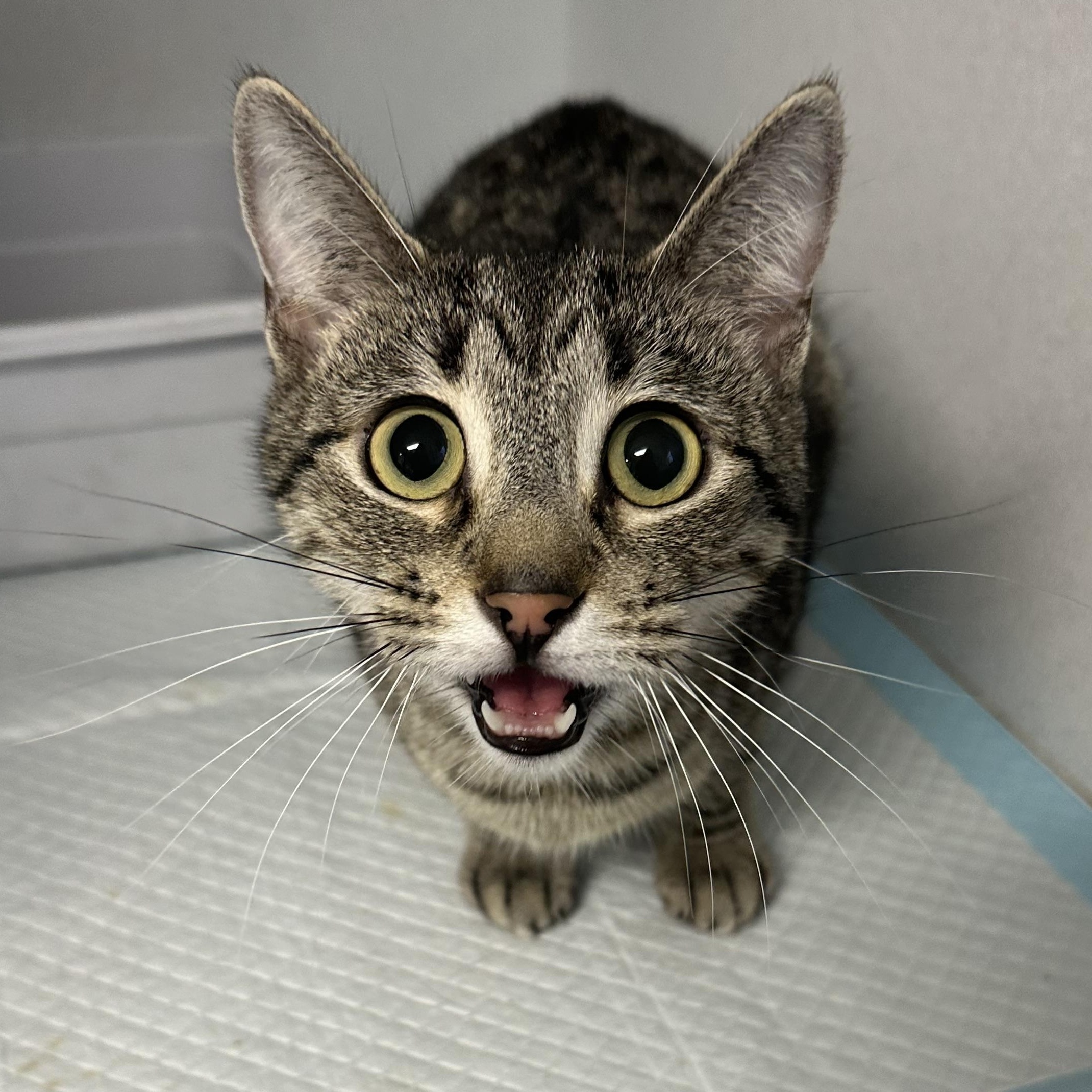 MEG, Adoptable, Adult Female Domestic Short Hair.