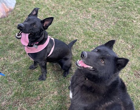 Morticia, a Adoptable mixed breed in Harvard, IL image 1/5