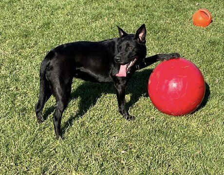 Morticia, a Adoptable mixed breed in Harvard, IL image 4/5