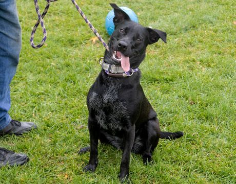 Morticia, a Adoptable mixed breed in Harvard, IL image 5/5