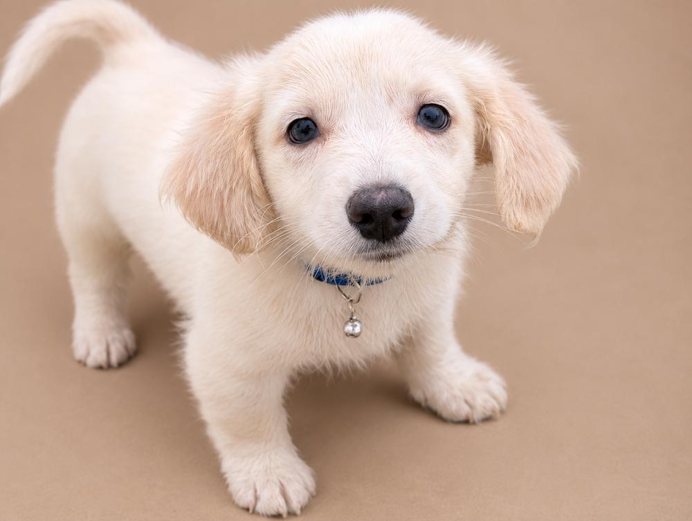 Brady Bunch - Peter, Adoptable, Puppy Male Dachshund & Cattle Dog.