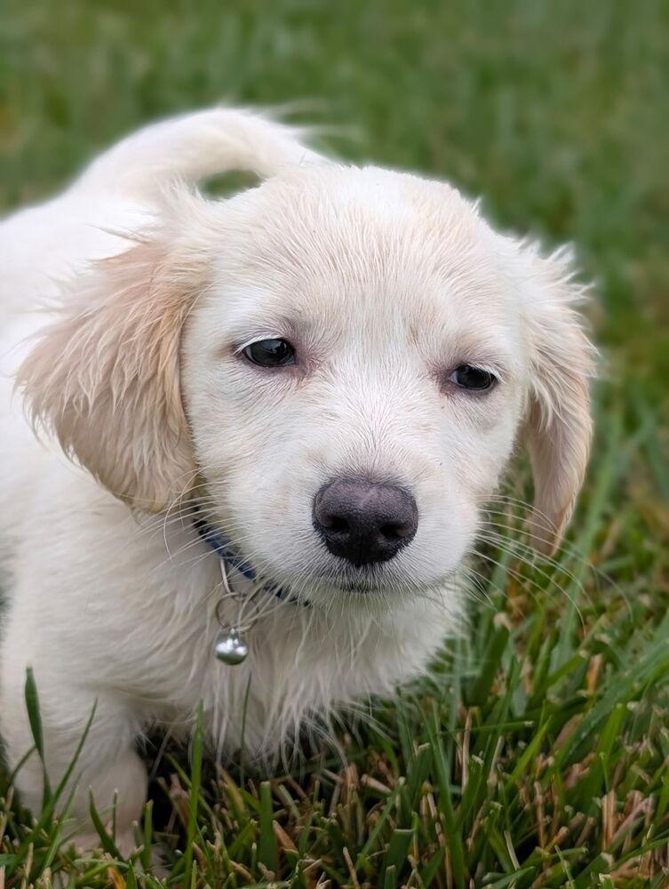 Brady Bunch - Peter, a Adopted mixed breed in Oakland, MI image 2/2