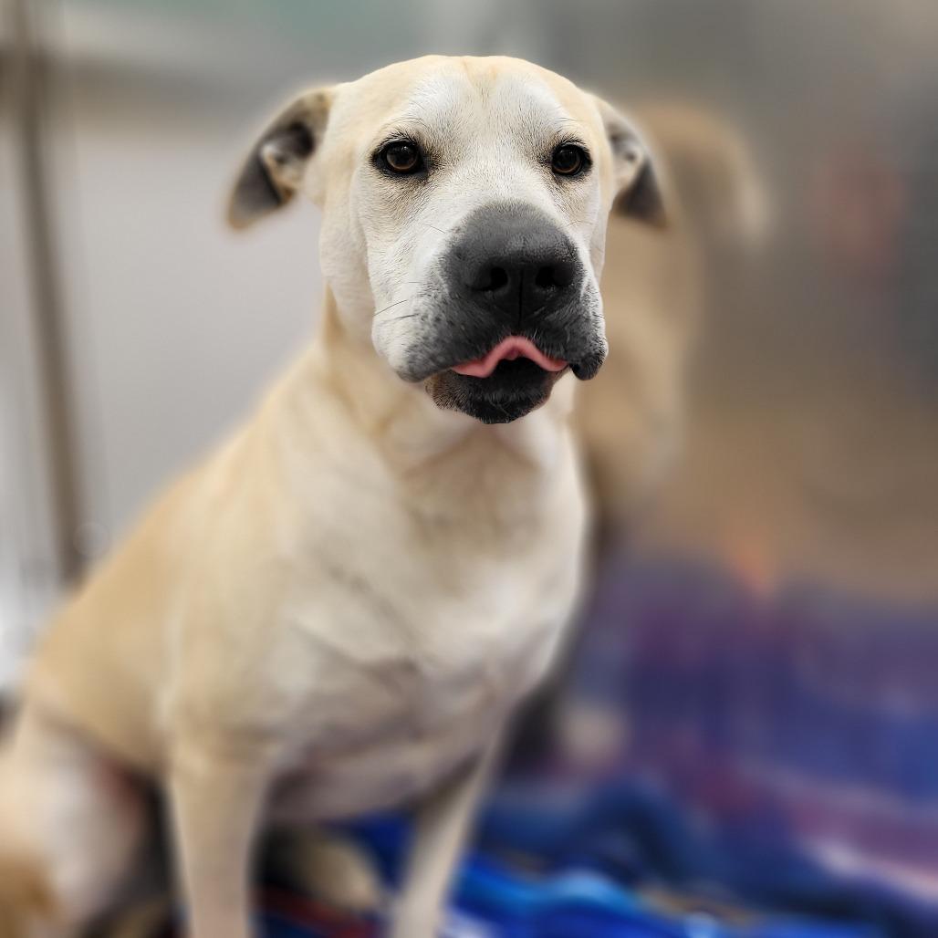 Daisy Mae, a Adoptable Mixed Breed in Corpus Christi, TX image 1/6