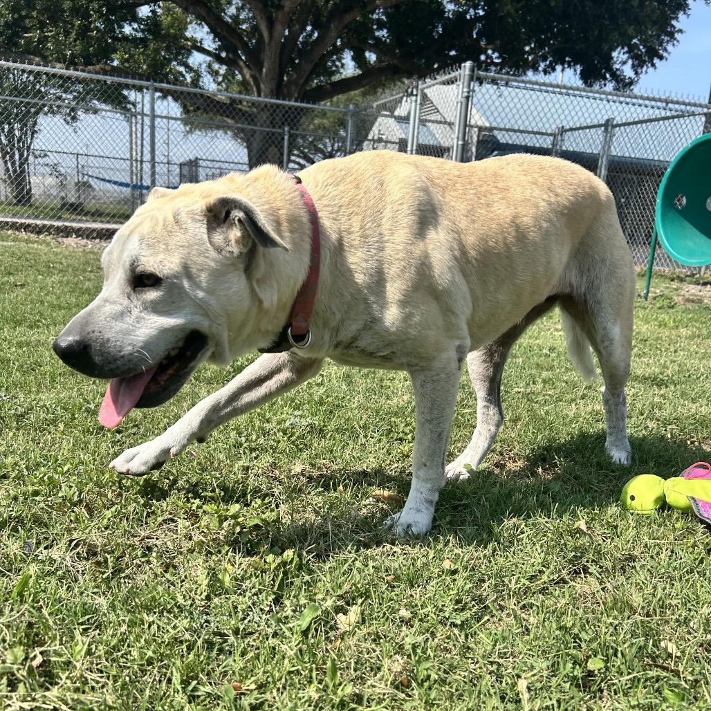Daisy Mae, a Adoptable Mixed Breed in Corpus Christi, TX image 1/6