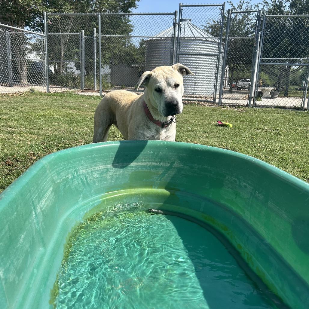 Daisy Mae, a Adoptable Mixed Breed in Corpus Christi, TX image 2/6