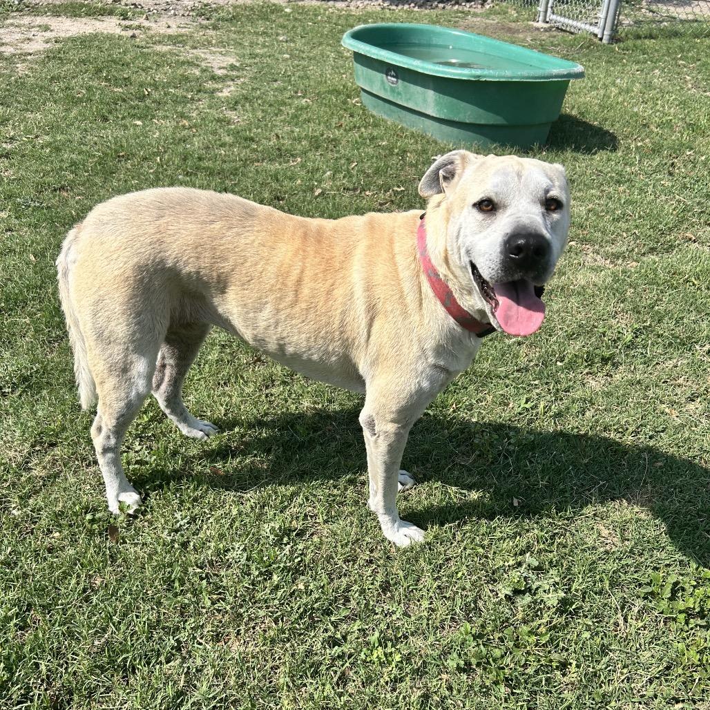 Daisy Mae, a Adoptable Mixed Breed in Corpus Christi, TX image 3/6