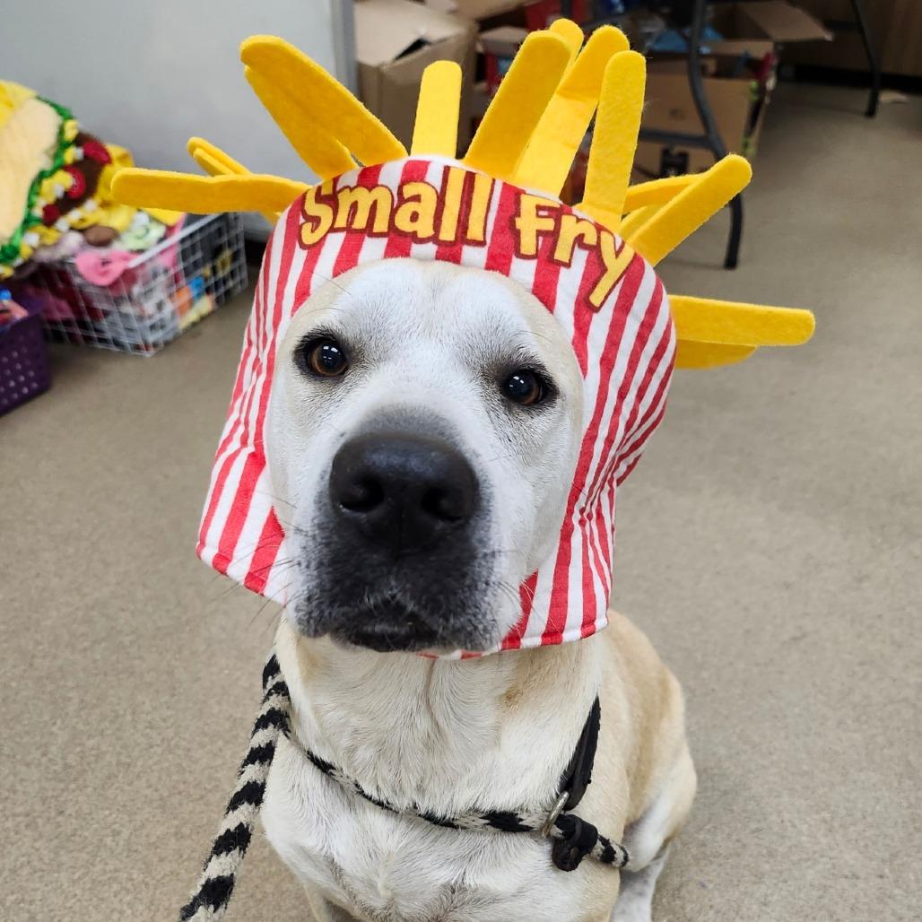 Daisy Mae, a Adoptable Mixed Breed in Corpus Christi, TX image 4/6