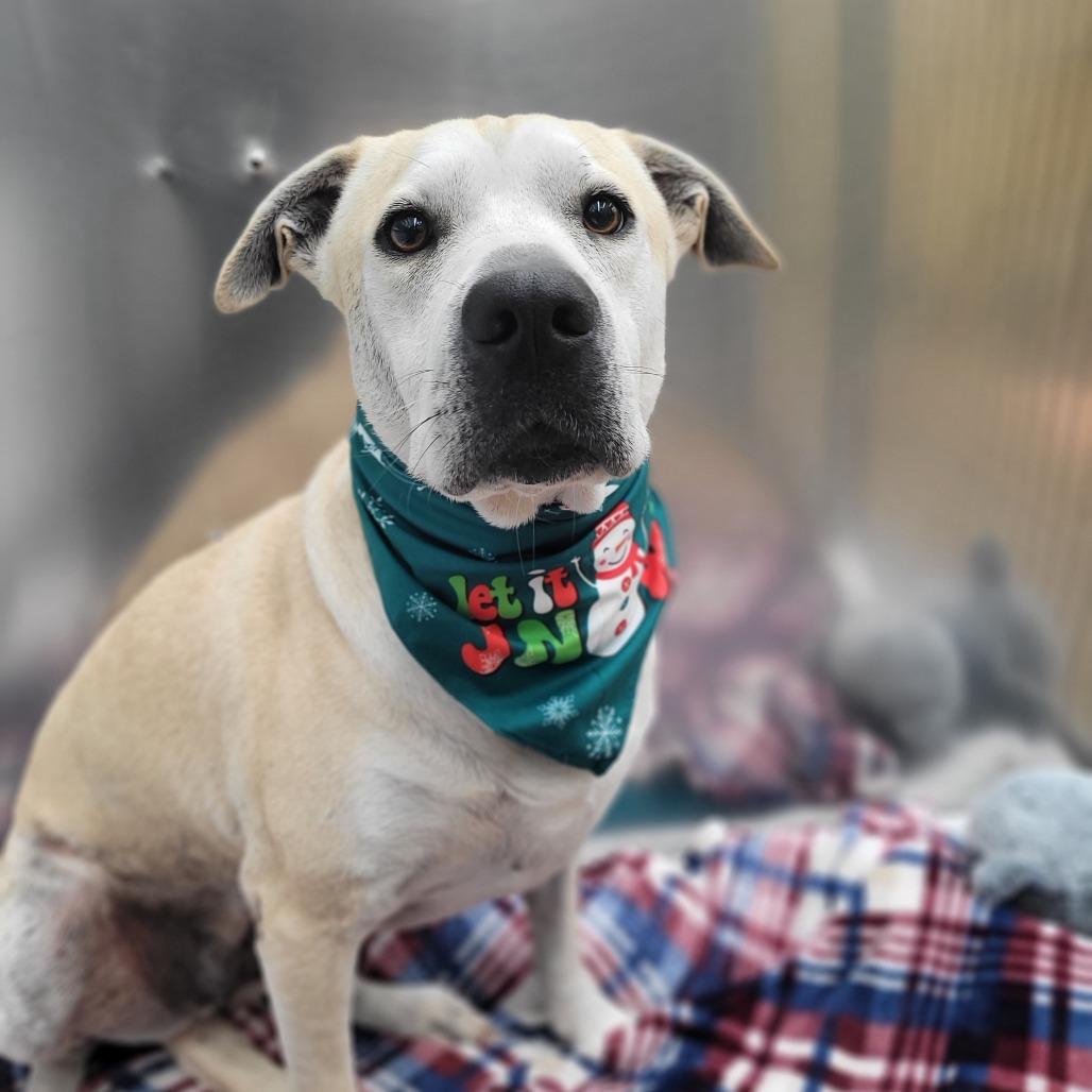 Enlarge Daisy Mae, a Adoptable Mixed Breed in Corpus Christi, TX image 4/6