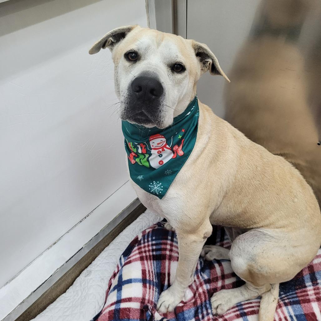 Enlarge Daisy Mae, a Adoptable Mixed Breed in Corpus Christi, TX image 4/6