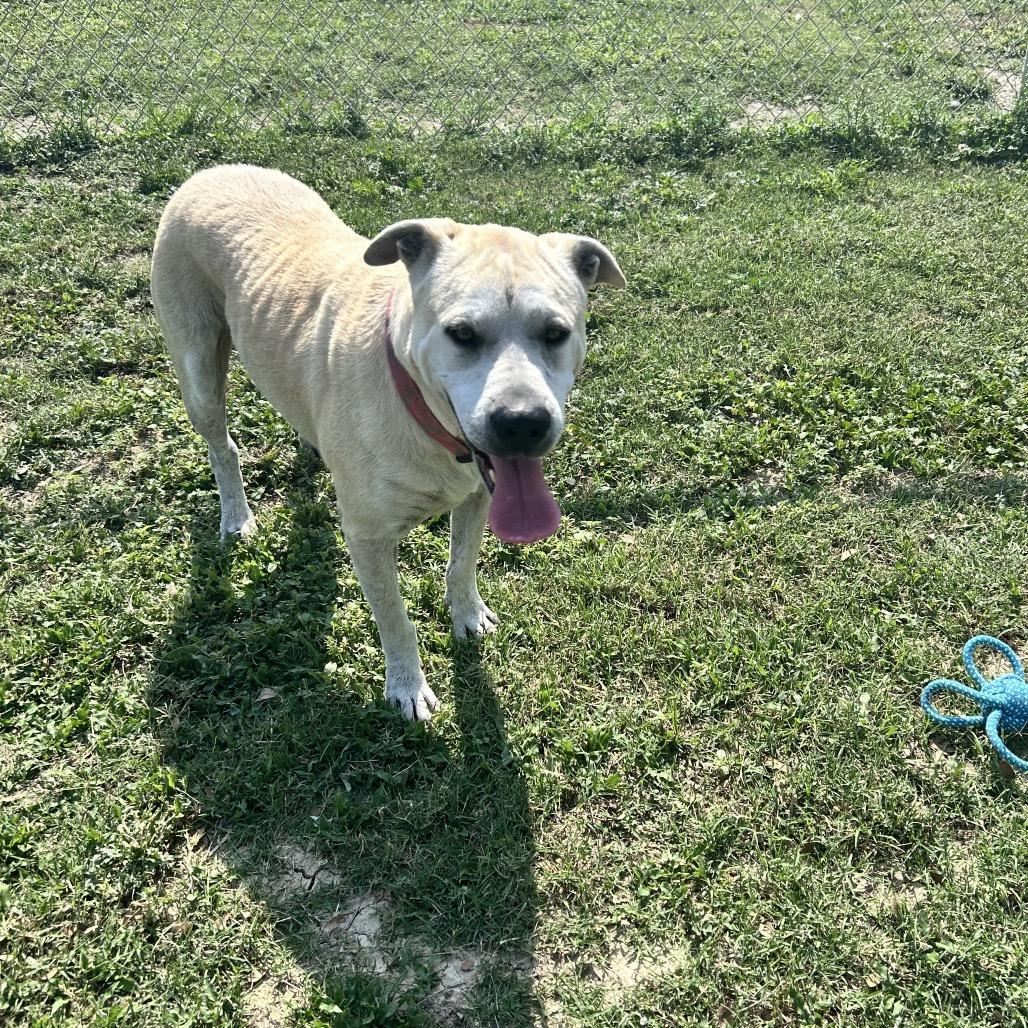 Daisy Mae, a Adoptable Mixed Breed in Corpus Christi, TX image 5/6