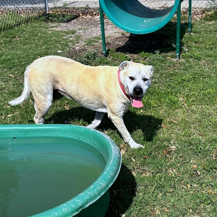Enlarge Daisy Mae, a Adoptable Mixed Breed in Corpus Christi, TX image 5/6