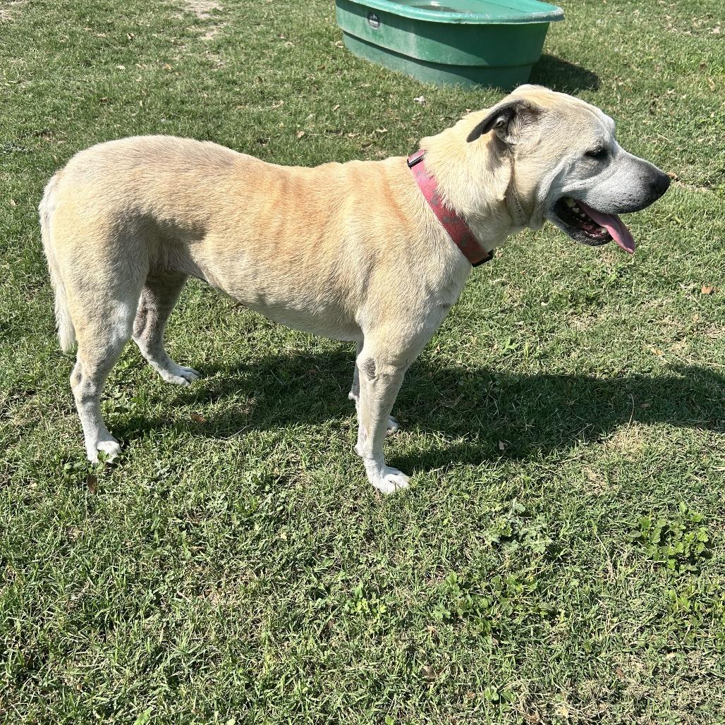 Daisy Mae, a Adoptable Mixed Breed in Corpus Christi, TX image 6/6