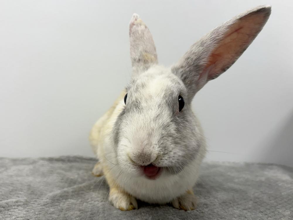 Twizzler, Adoptable, Adult Female Bunny Rabbit.