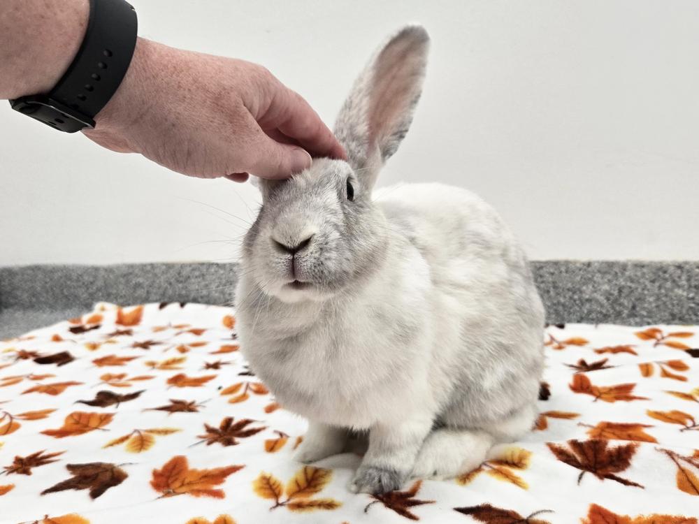 Enlarge Twizzler, a Adoptable Bunny Rabbit in Westford, MA image 2/6