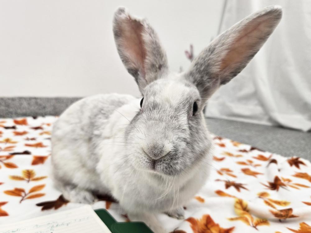 Enlarge Twizzler, a Adoptable Bunny Rabbit in Westford, MA image 3/6