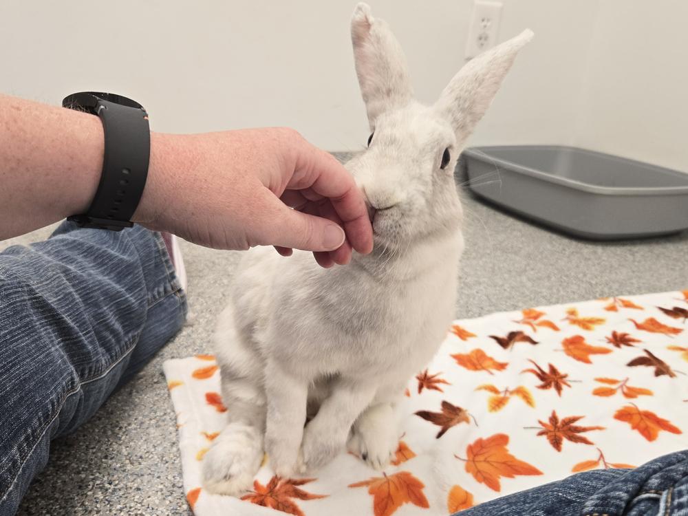 Enlarge Twizzler, a Adoptable Bunny Rabbit in Westford, MA image 4/6
