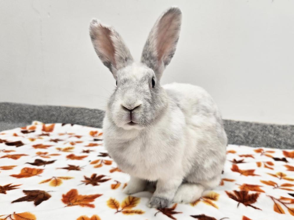 Enlarge Twizzler, a Adoptable Bunny Rabbit in Westford, MA image 5/6