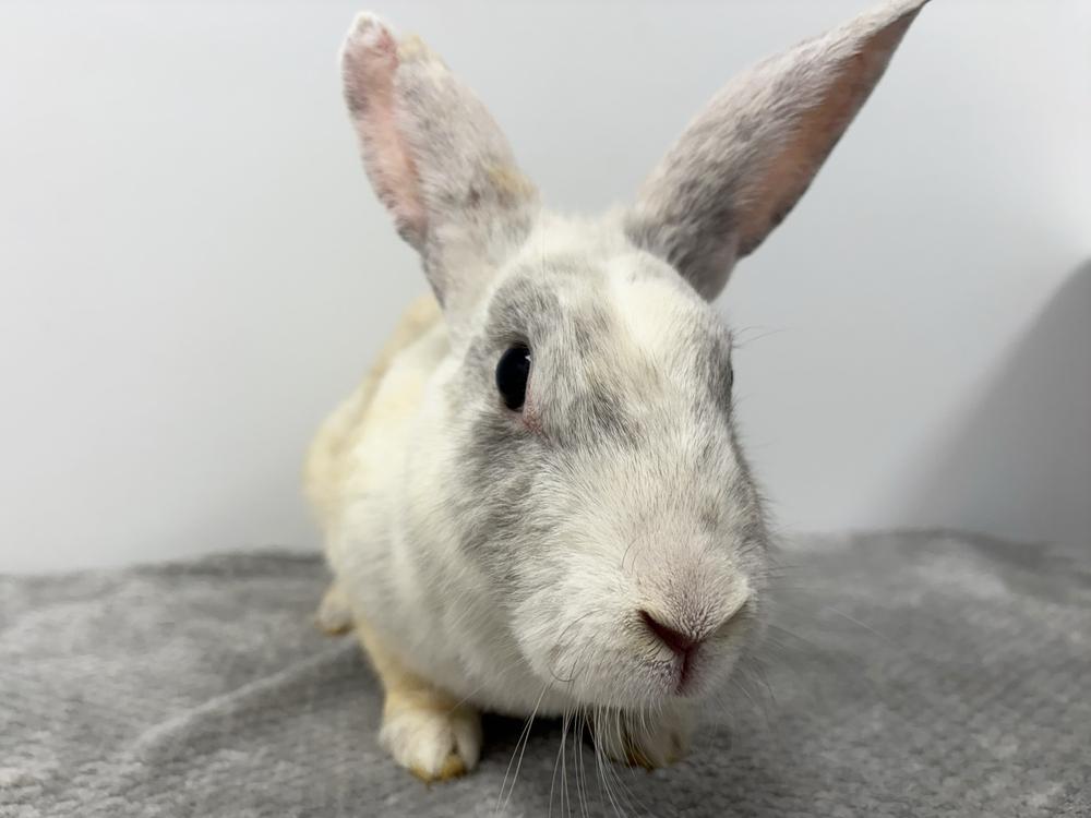 Enlarge Twizzler, a Adoptable Bunny Rabbit in Westford, MA image 6/6