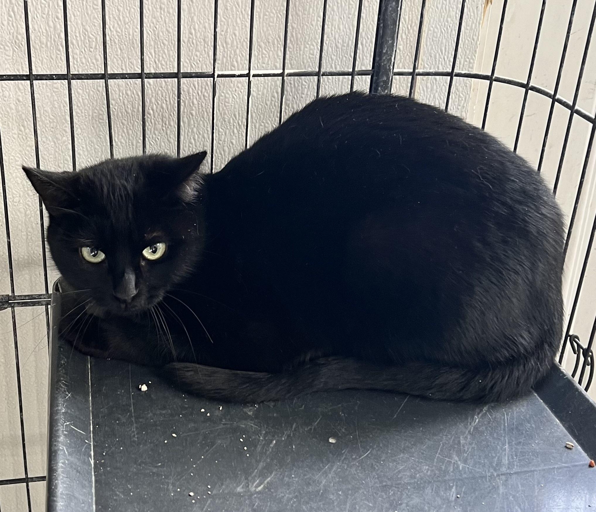 Enlarge Mona, a ADOPTABLE Domestic Short Hair in Deming, NM image 2/2