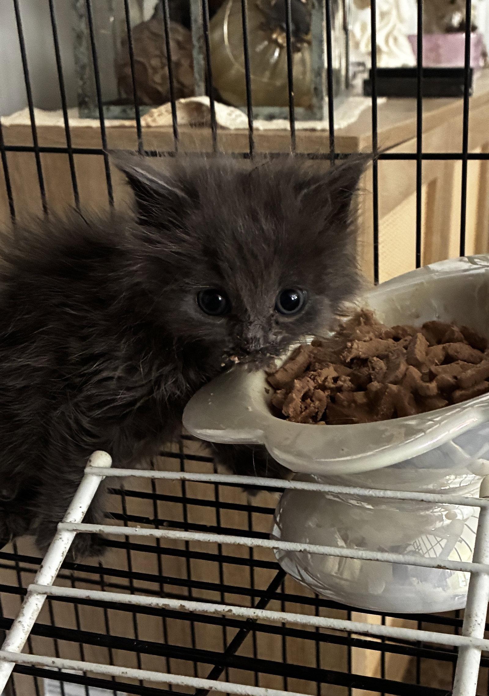 Enlarge Nina, a Adoptable Domestic Medium Hair in Cuyahoga Falls, OH image 1/3