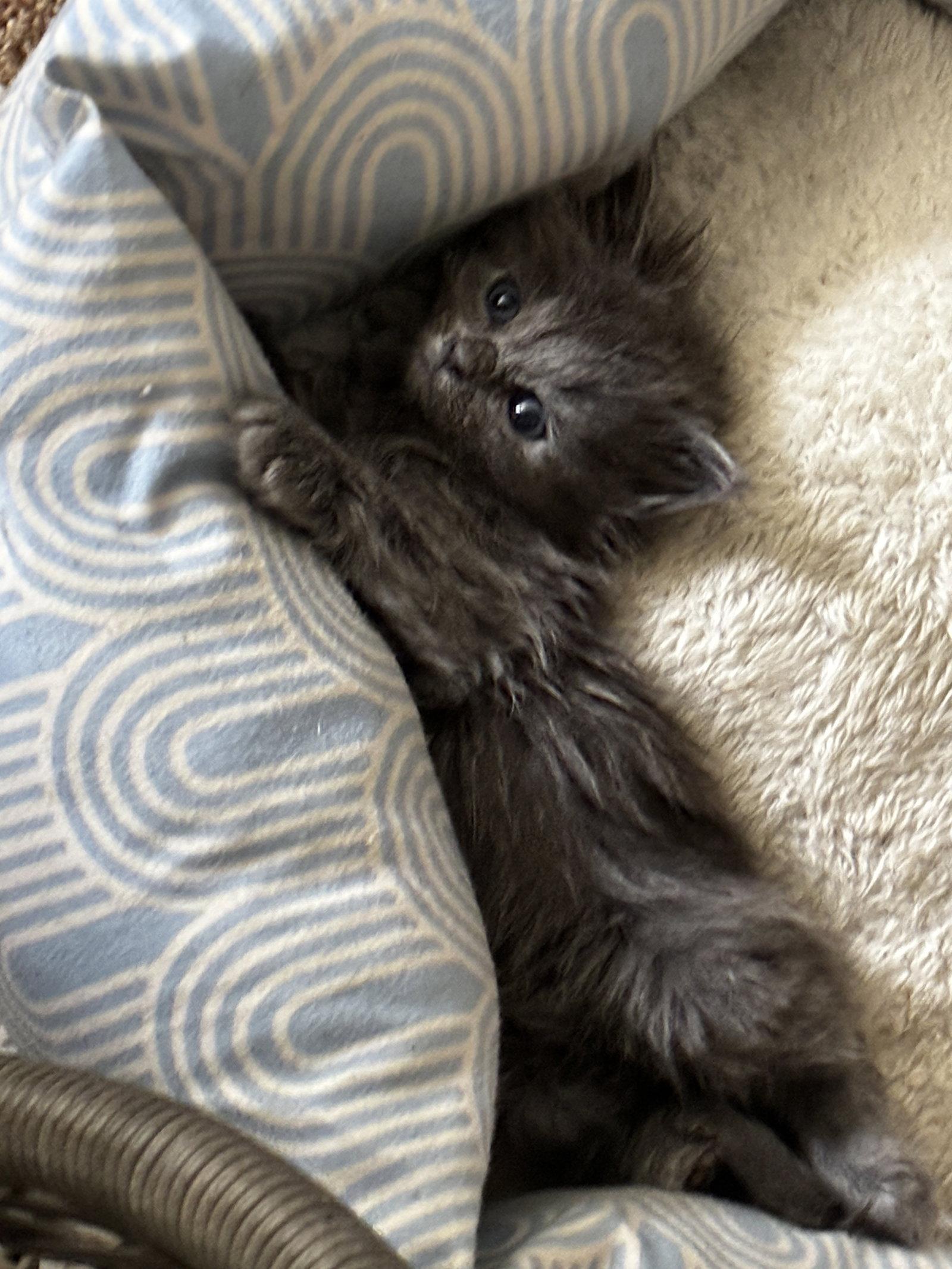 Enlarge Nina, a Adoptable Domestic Medium Hair in Cuyahoga Falls, OH image 2/3