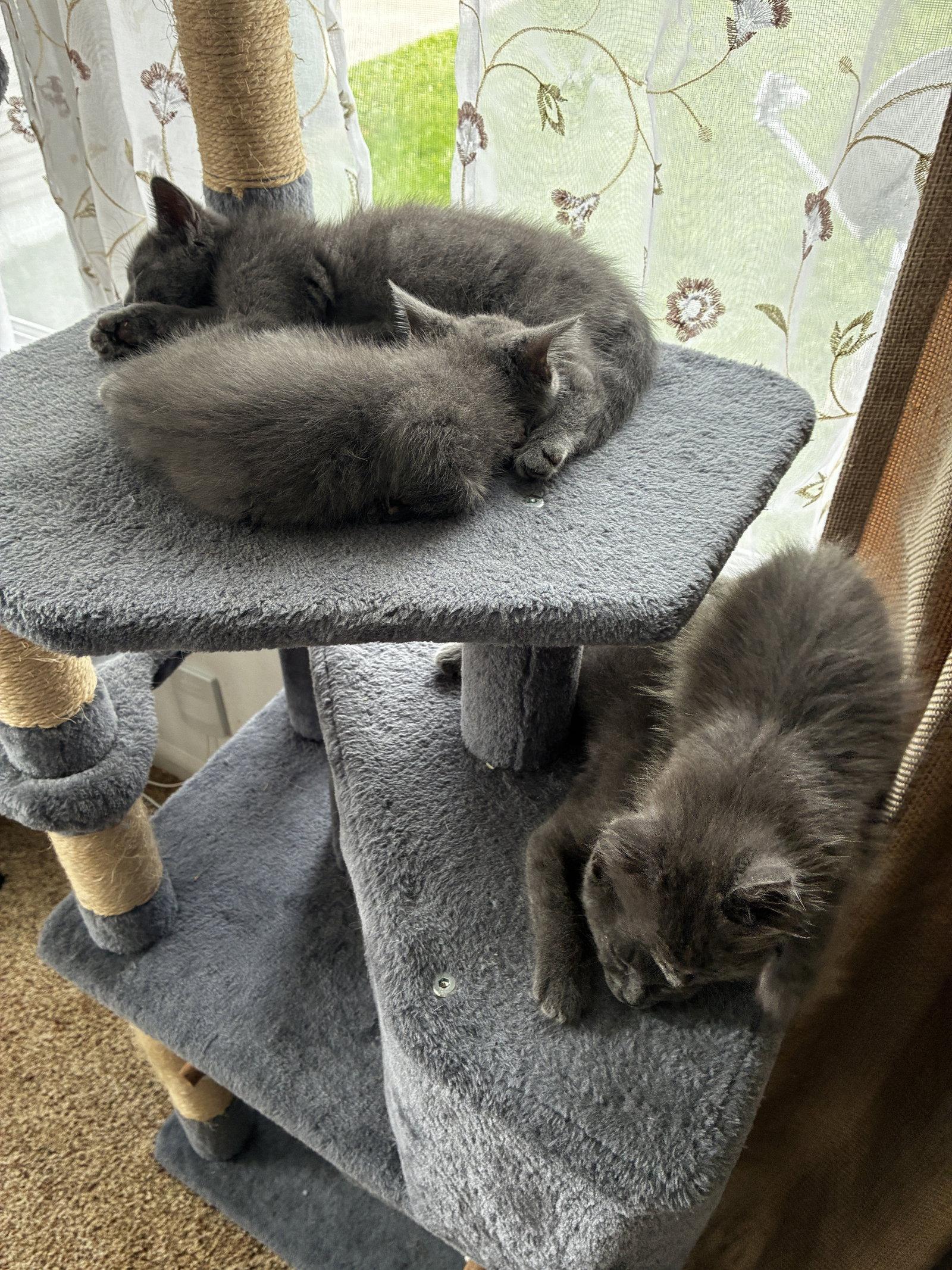 Enlarge Nina, a Adoptable Domestic Medium Hair in Cuyahoga Falls, OH image 3/3