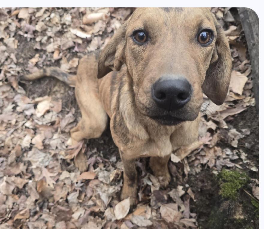 Oliver, Young Male Catahoula Leopard Dog