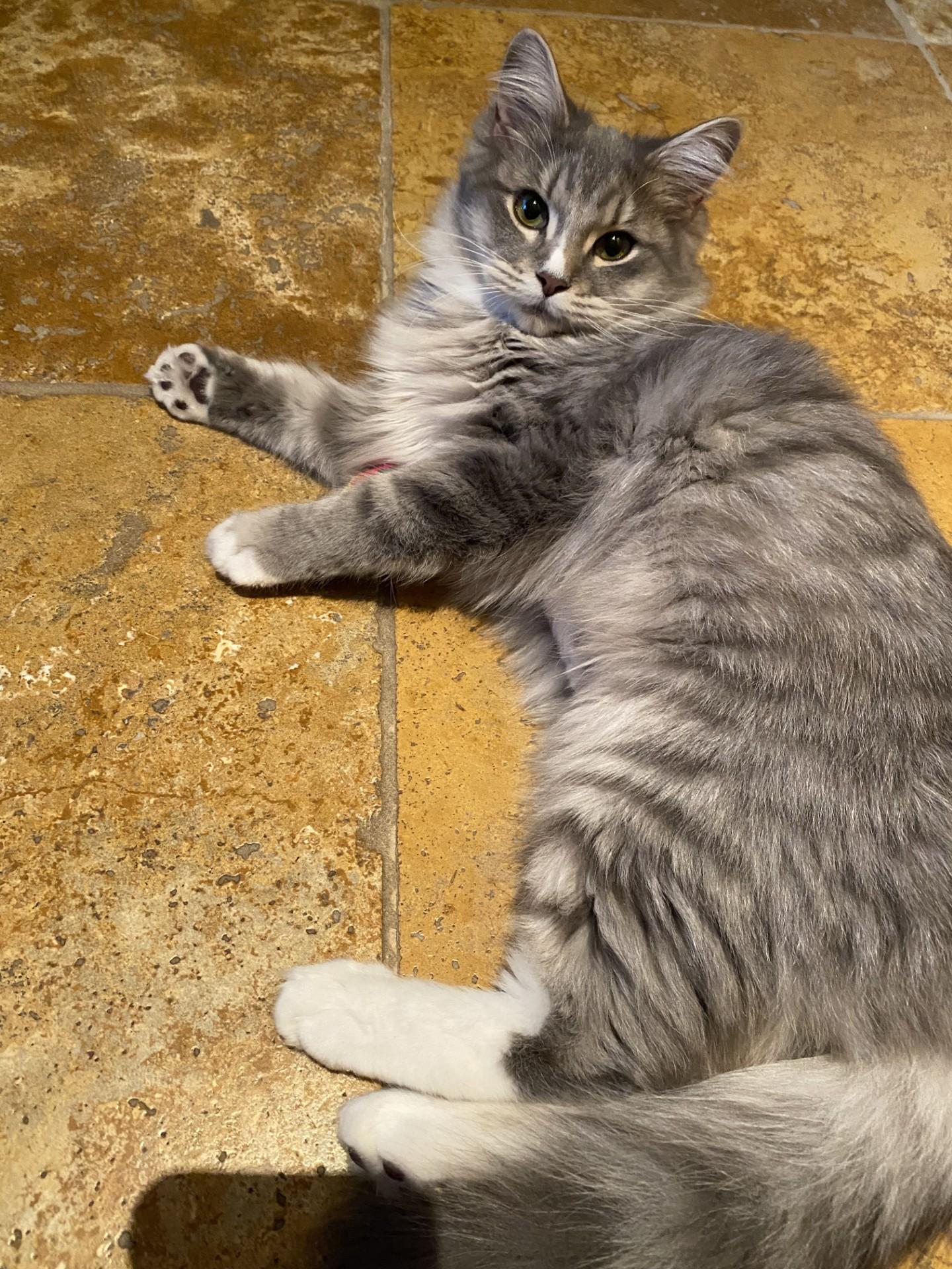 Enlarge Gracie, a Adoptable Domestic Medium Hair in Jacksonville, OR image 4/4