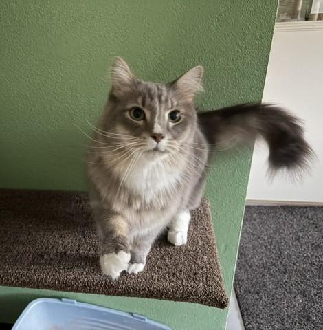 Gracie, Adoptable, Adult Female Domestic Medium Hair.