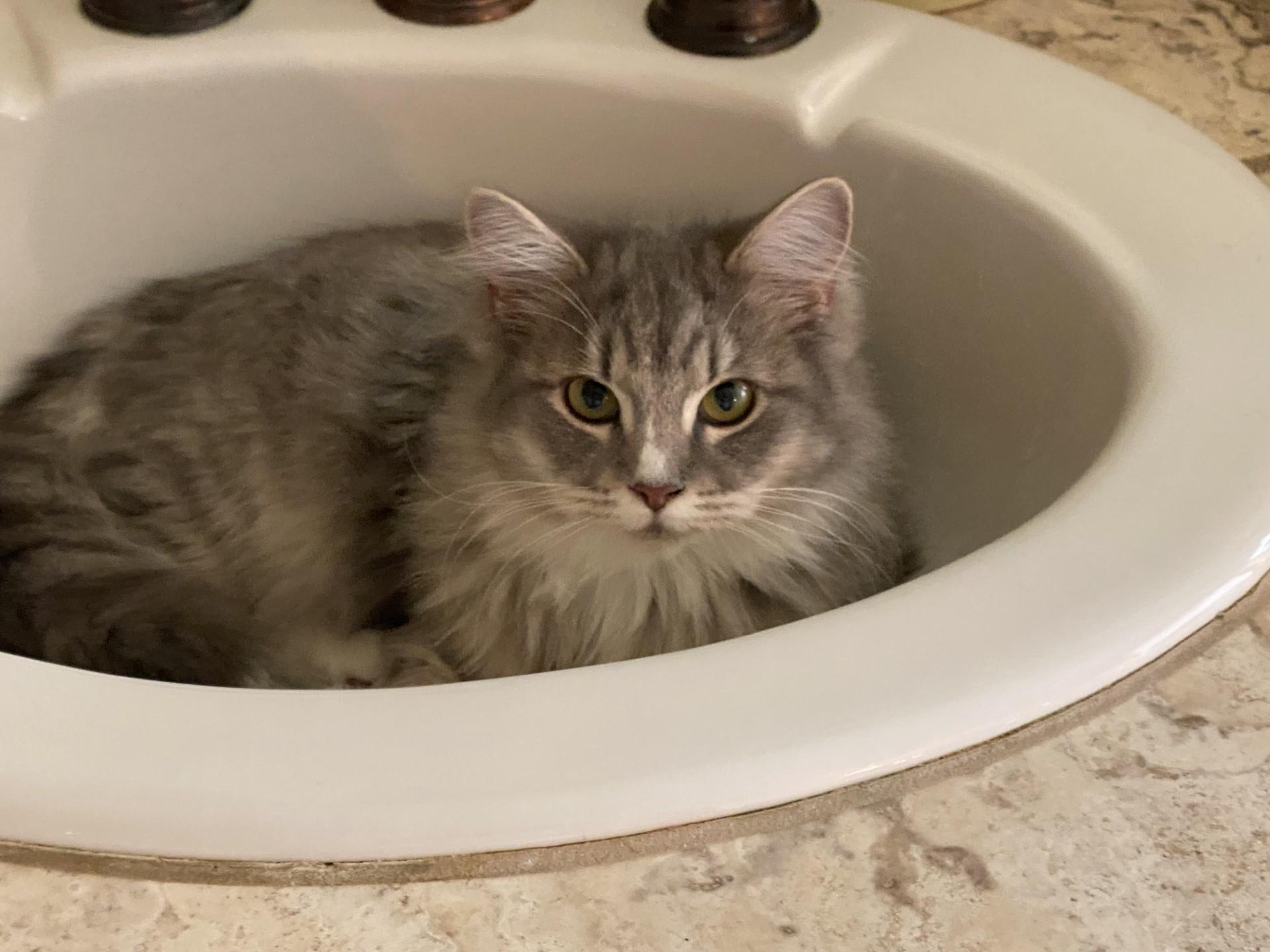 Enlarge Gracie, a Adoptable Domestic Medium Hair in Jacksonville, OR image 3/4