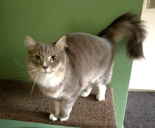 Enlarge Gracie, a Adoptable Domestic Medium Hair in Jacksonville, OR image 2/4