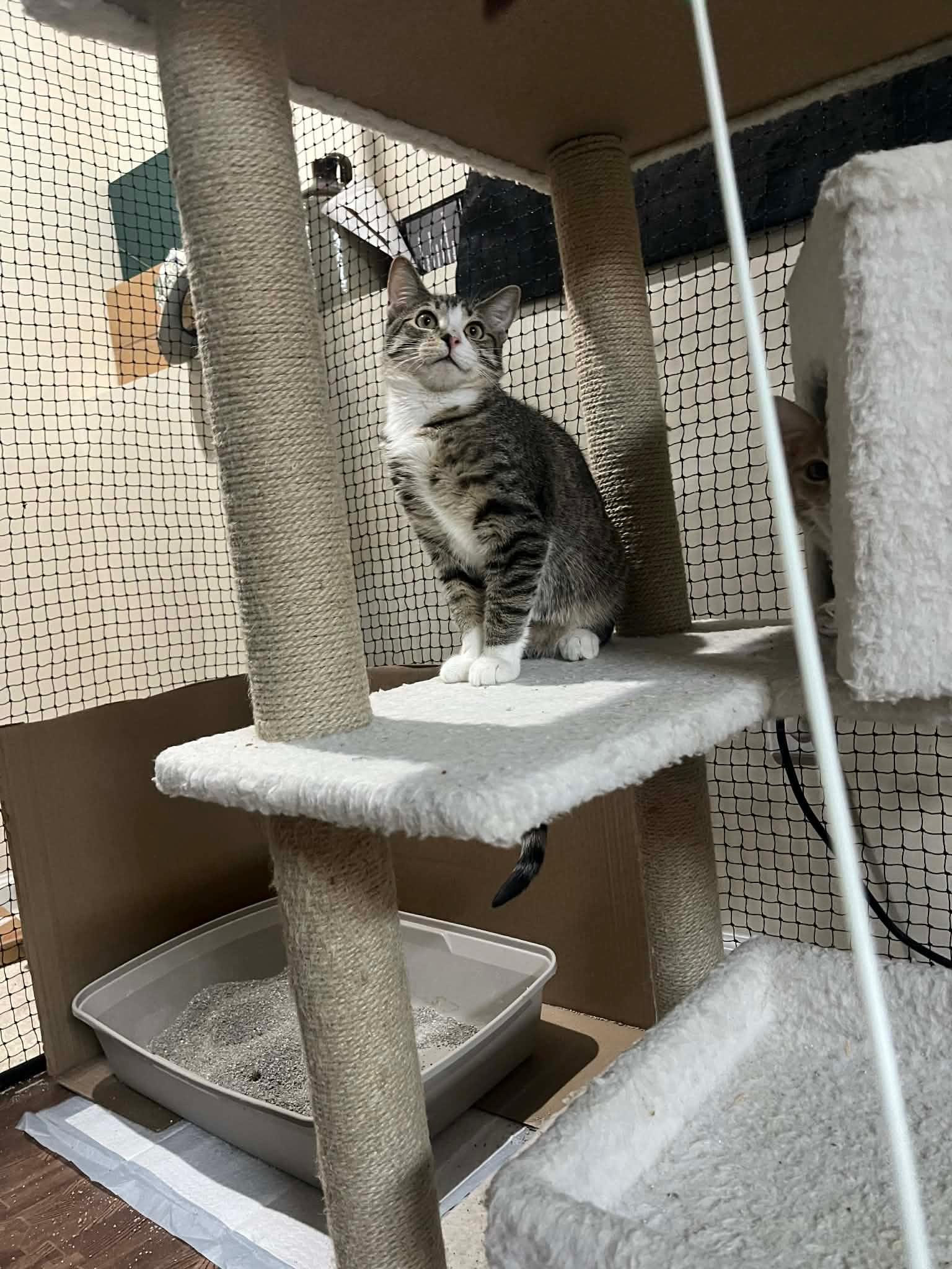 Kev, ADOPTABLE, Young Male Domestic Short Hair.