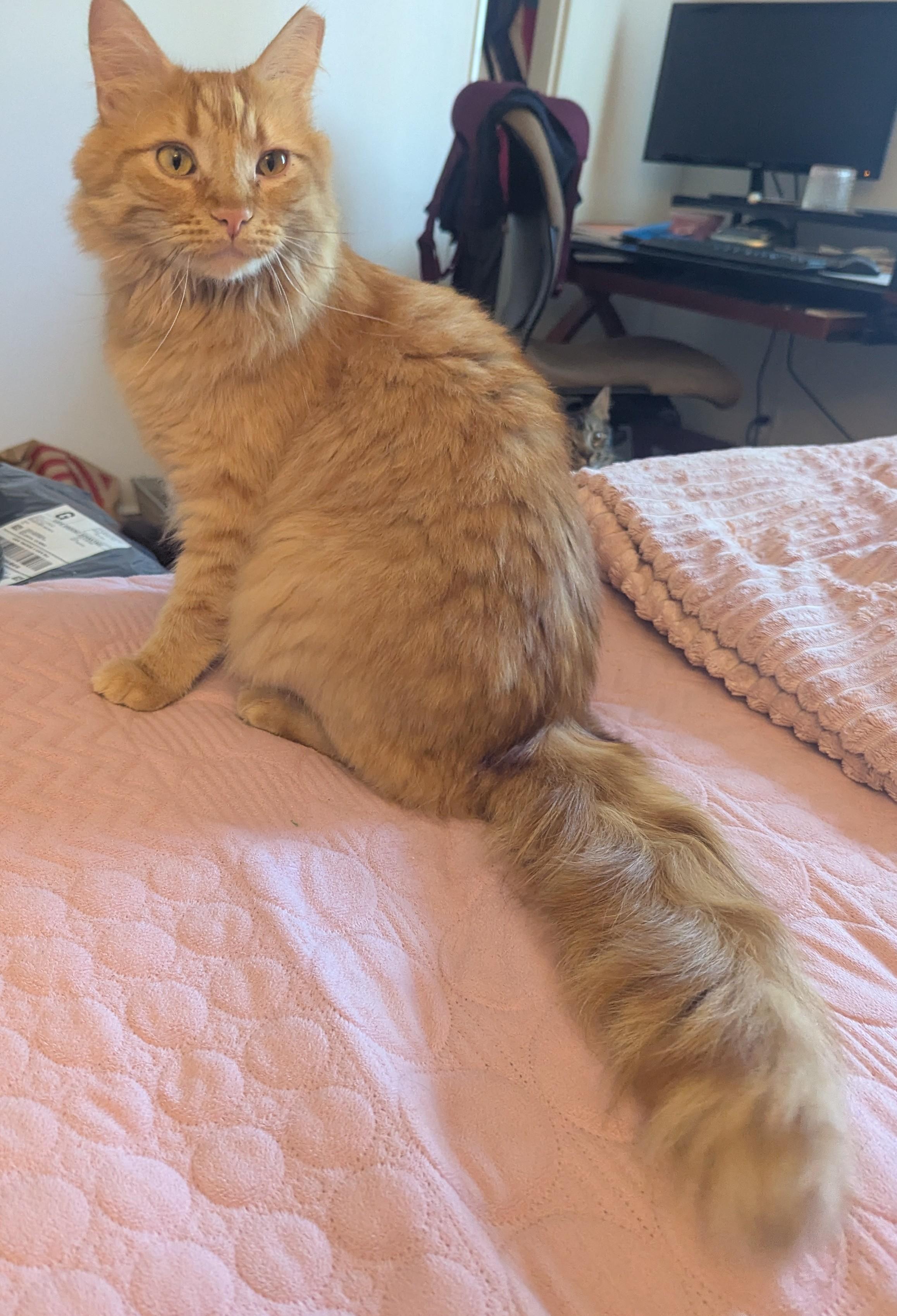 Jorge, Delightful Floof, a Adoptable Maine Coon in Fountain Valley, CA image 3/6