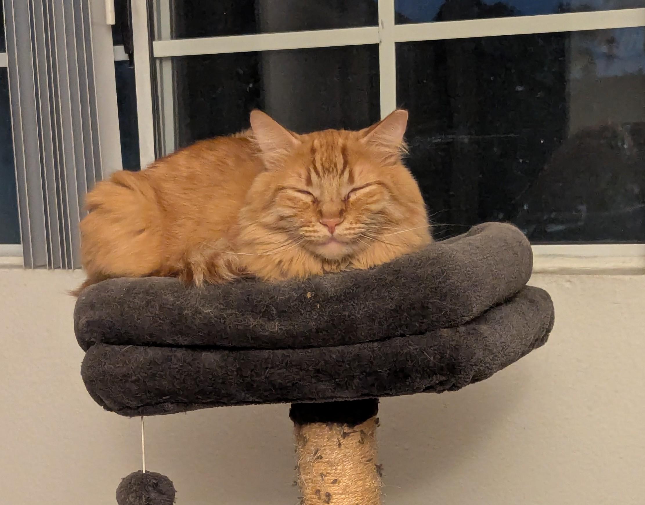 Jorge, Delightful Floof, a Adoptable Maine Coon in Fountain Valley, CA image 5/6