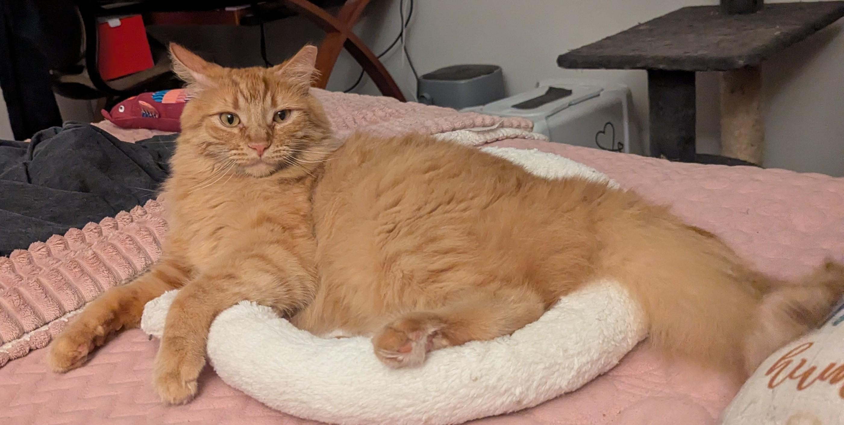 Jorge, Delightful Floof, a Adoptable Maine Coon in Fountain Valley, CA image 2/6