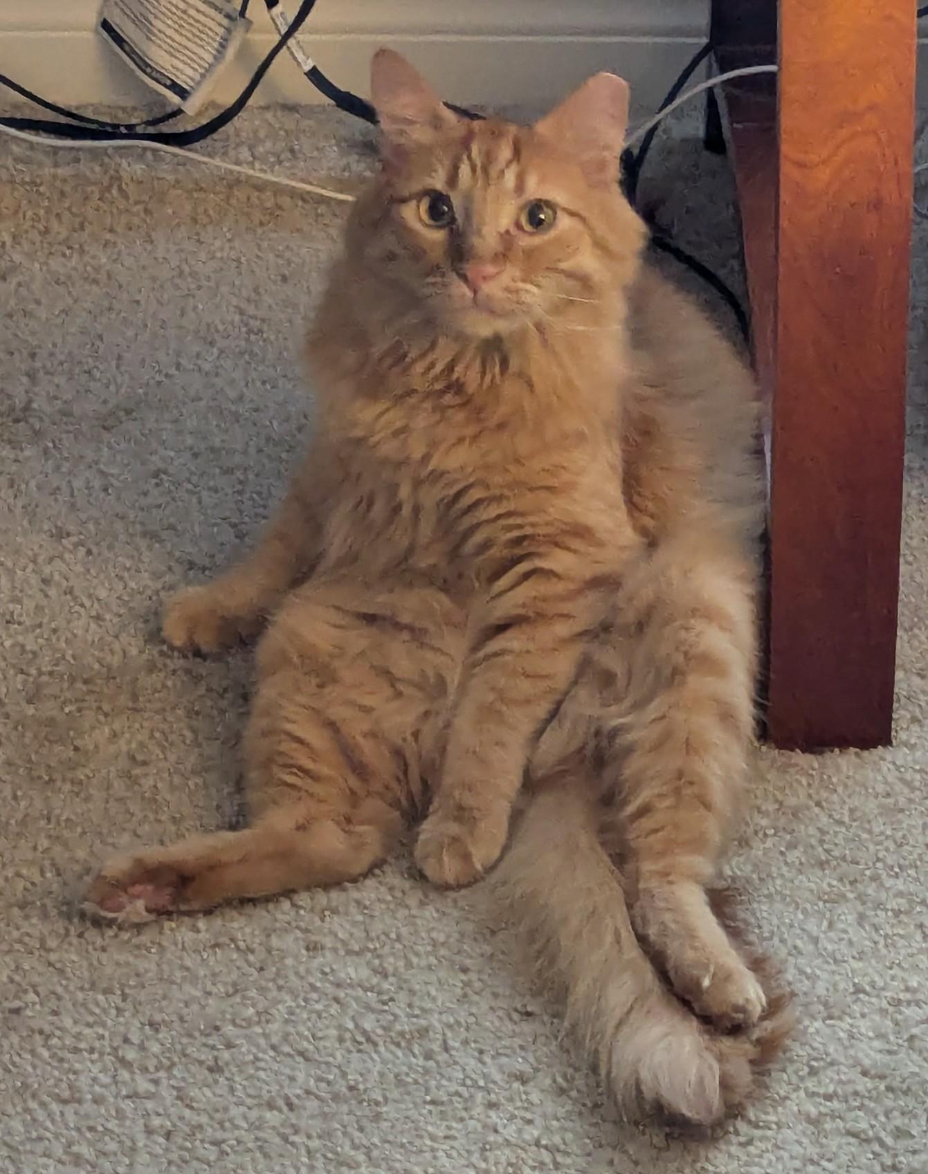 Jorge, Delightful Floof, Adoptable, Adult Male Maine Coon.