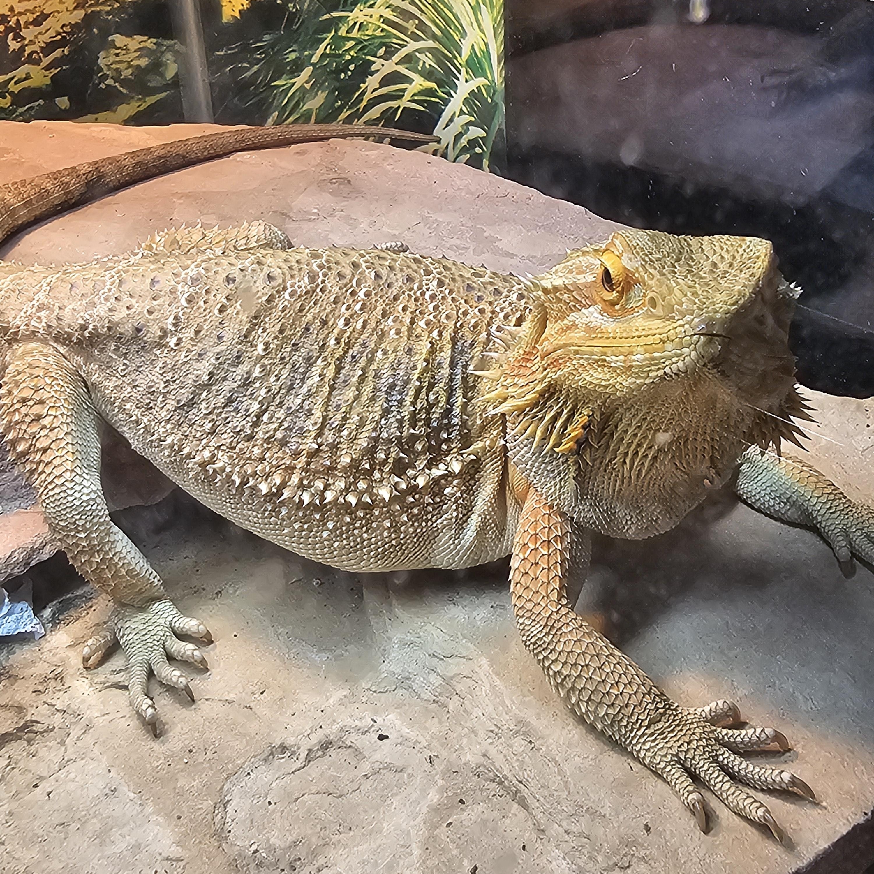 Enlarge Sheldon, a Adopted Bearded Dragon in Tucson, AZ image 2/3