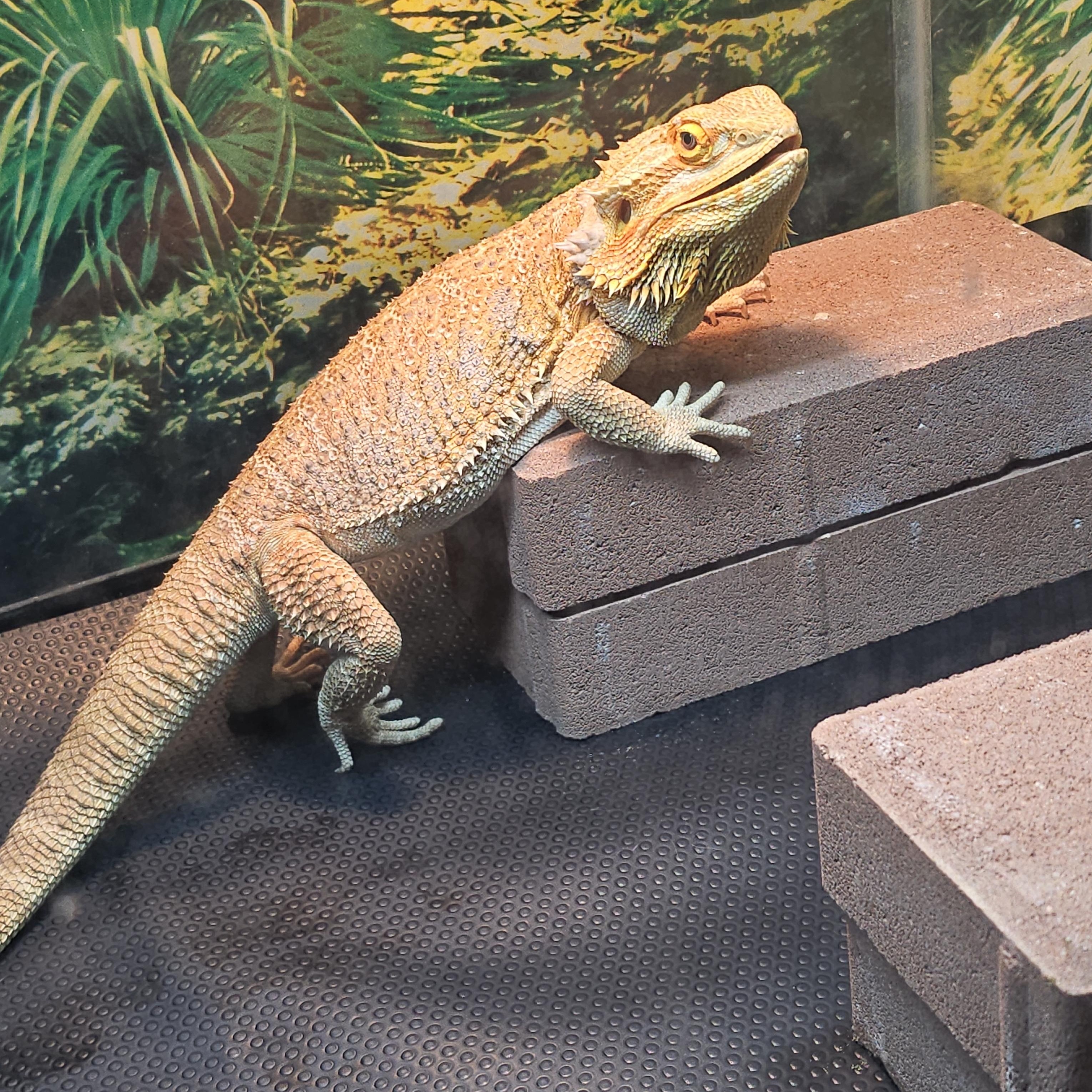 Enlarge Sheldon, a Adopted Bearded Dragon in Tucson, AZ image 1/3