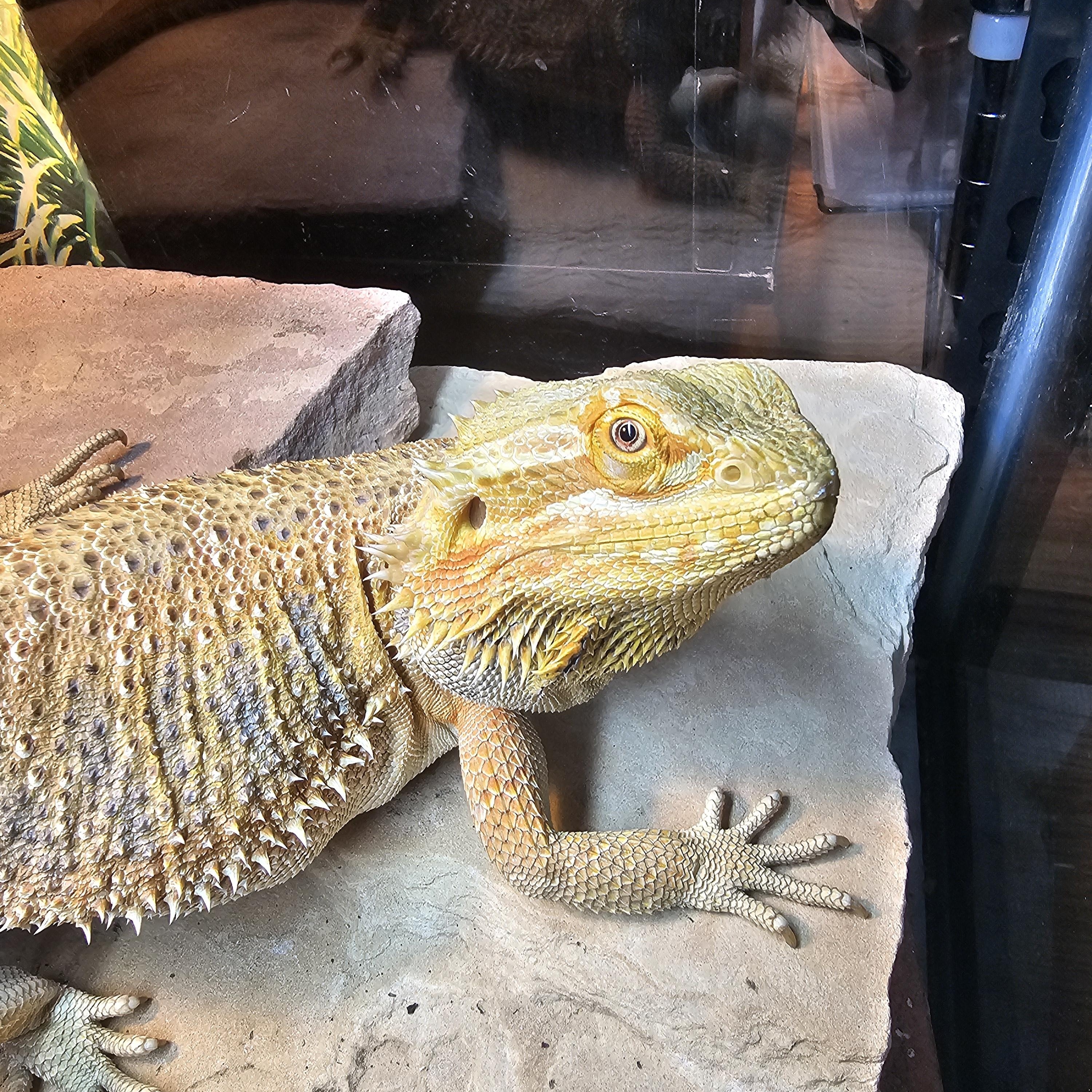 Enlarge Sheldon, a Adopted Bearded Dragon in Tucson, AZ image 3/3