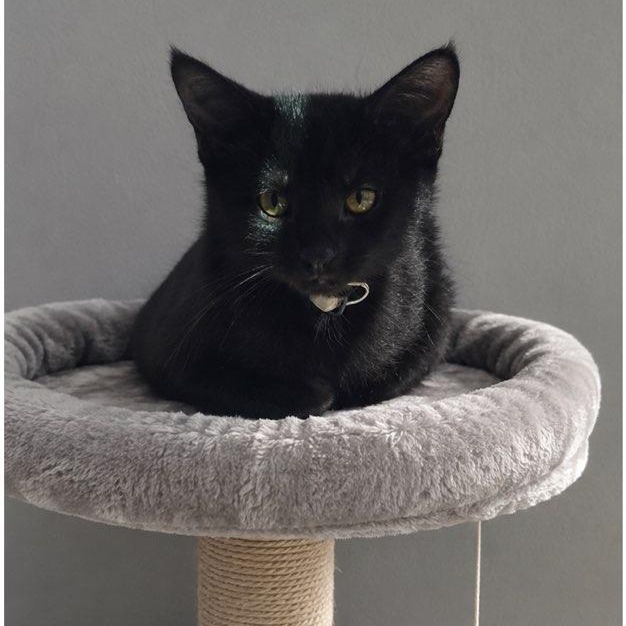 Enlarge Sable, a Adoptable Domestic Short Hair in Andover, MN image 2/3