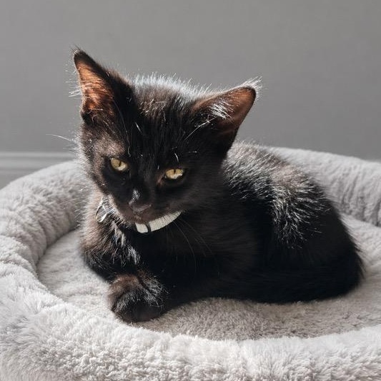 Enlarge Sable, a Adoptable Domestic Short Hair in Andover, MN image 3/3