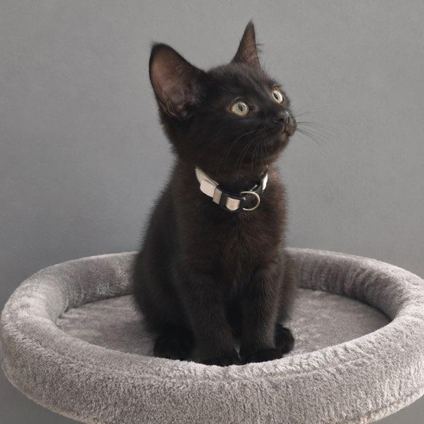 Sable, Adoptable, Kitten Female Domestic Short Hair.